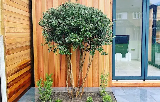 soft landscaping watford