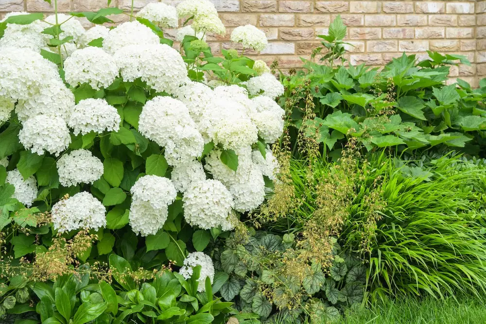 golders green garden build layered planting